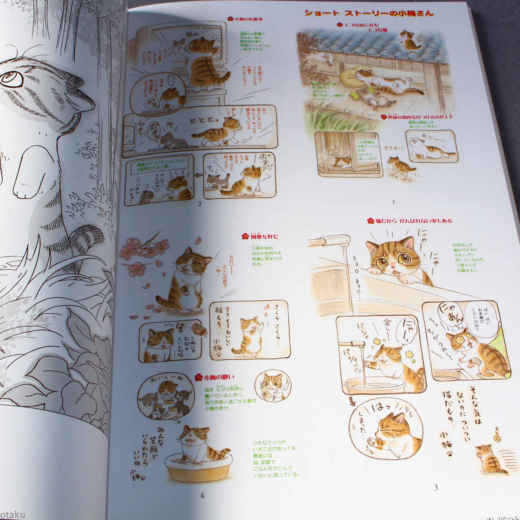 Natsumi Hoshino Artworks: Kijitora Neko no Koume-san - Image 8