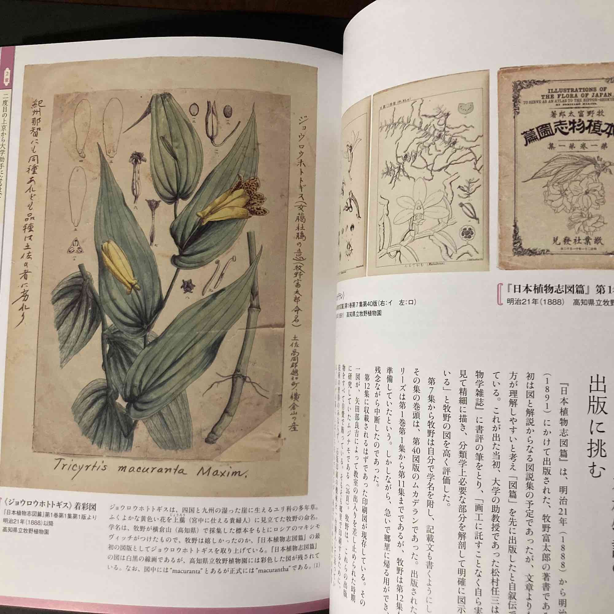 Tomitaro Makino - Life and Works - Image 2