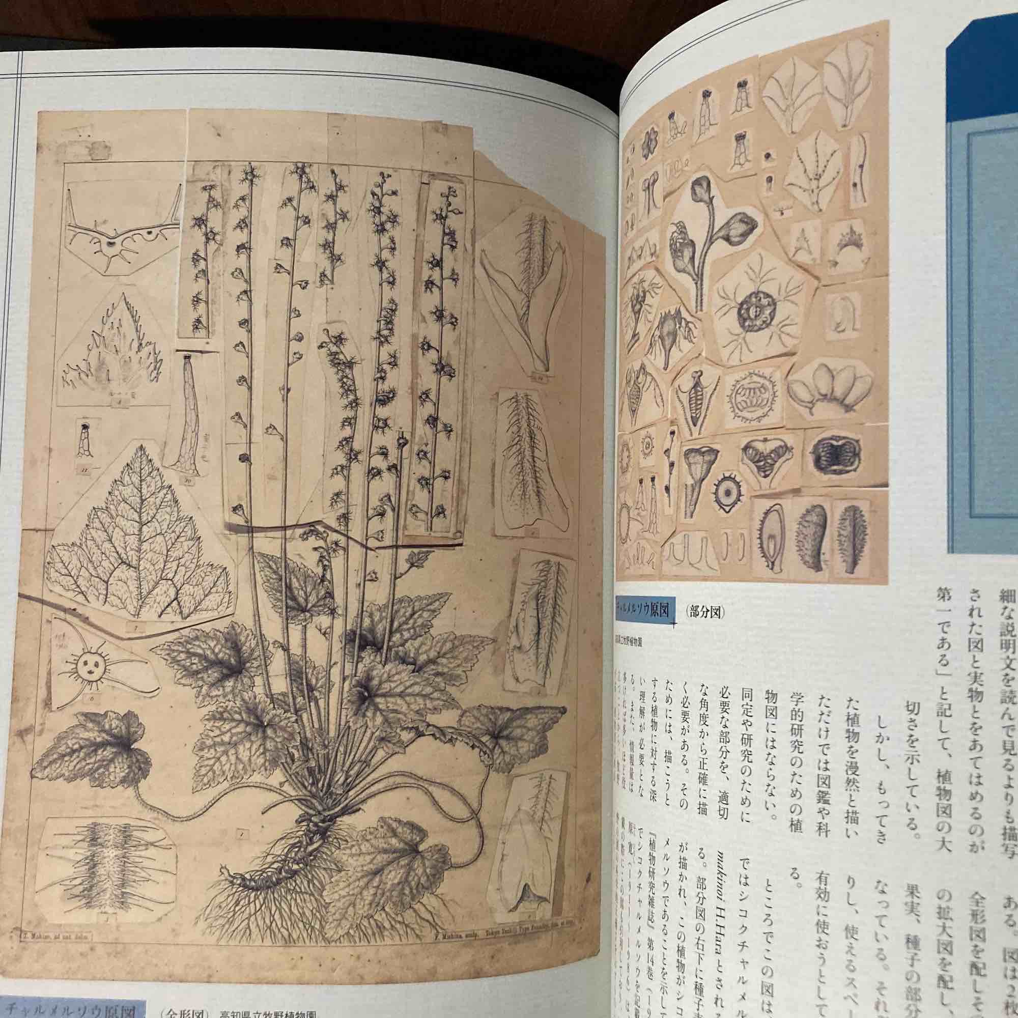 Tomitaro Makino - Life and Works - Image 3